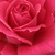 Roz - Trandafir teahibrid - Sasad
